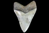 Fossil Megalodon Tooth - North Carolina #105017-1